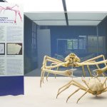 Una coppia di granchi giganti del Giappone (Macrocheira kaempferi), la specie più grande di artropode vivente - Foto A.Sabbadini/MSNM